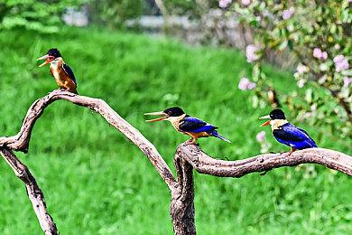 CCTV报道《英雄联盟》网络赌博案件 山泥若露面